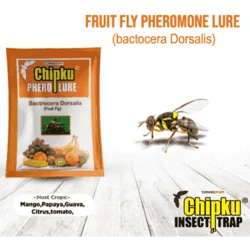 Chipku Pheromone Lure (10 Pieces) For All Fruits Crops 